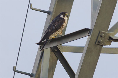 Peregrine Falcon - Falco peregrinus - Slechtvalk