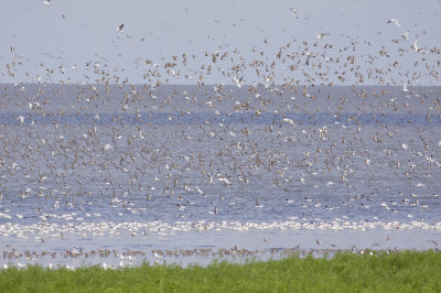 Curlew Sandpipers - Calidris ferruginea - Krombekstrandlopers