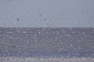 Pied Avocets - Recurvirostra avosetta - Kluten