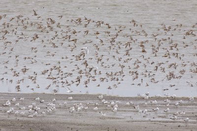 Curlew Sandpipers - Calidris ferruginea - Krombekstrandlopers