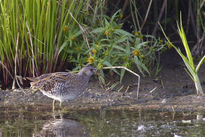 Spotted Crake - Porzana porzana - Porseleinhoen