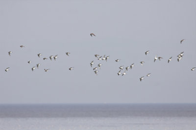 Ringed Plovers - Charadrius hiaticula - Bontbekplevieren