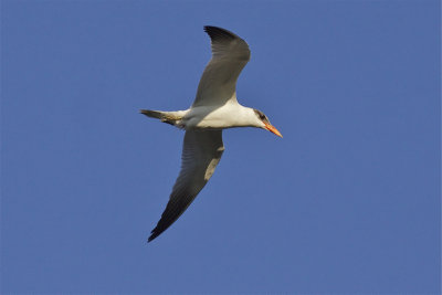 Caspian Tern - Sterna caspia - Reuzenstern