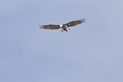 Short-toed Eagle - Circaetus gallicus - Slangenarend.jpg