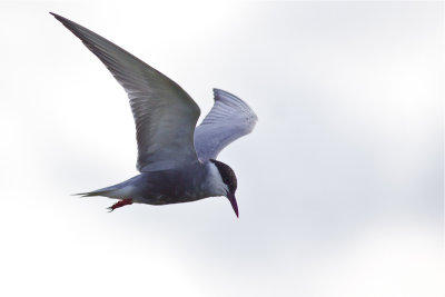 Whiskered Tern - Chlidonias hybrida - WItwangstern