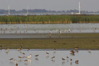 Caspian Tern - Sterna caspia - Reuzenstern