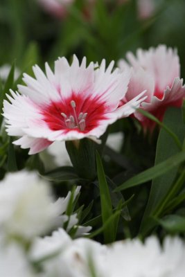 _MG_8804.JPG
