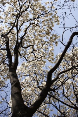 Sakura, Tokyo0002.JPG