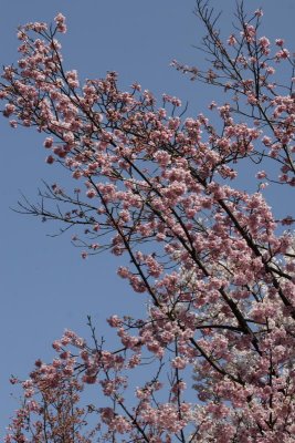 Sakura, Tokyo0004.JPG