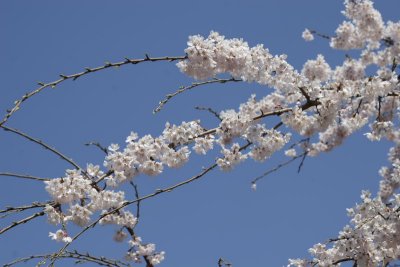 Sakura, Tokyo0007.JPG
