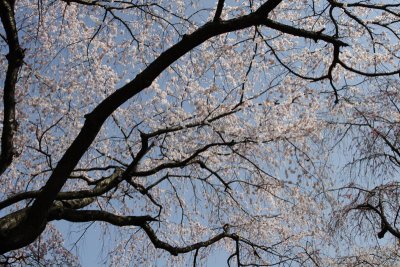 Sakura, Tokyo0008.JPG