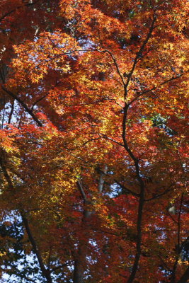 Kyoto Fall0001.JPG