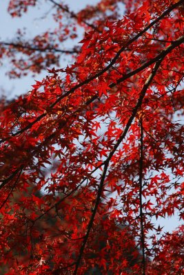 Kyoto Fall0003.JPG