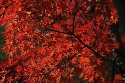 Kyoto Fall0005.JPG