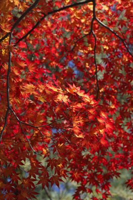 Kyoto Fall0009.JPG