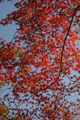 Kyoto Fall0010.JPG