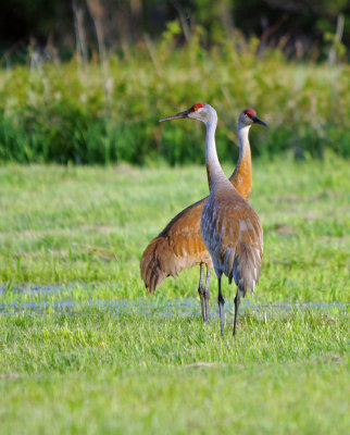 Sandhill Cranes