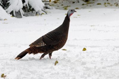 Wild Turkey 