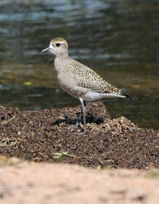 American Goloden Plover 