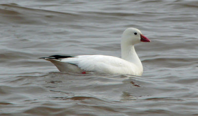 Rosss Goose 