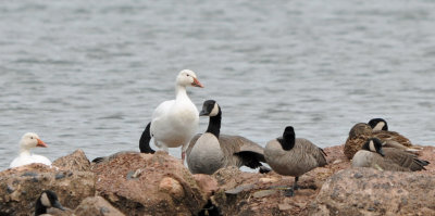 Snow and Canada Geese