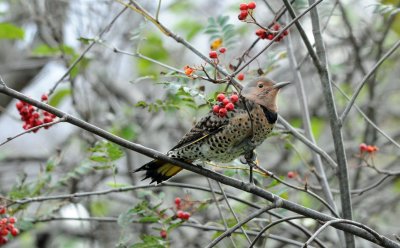 Northern Flicker