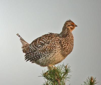 g4/94/632694/3/59261512.Sharptail6042406.jpg