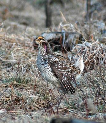 g4/94/632694/3/59261513.Sharptail10042406.jpg
