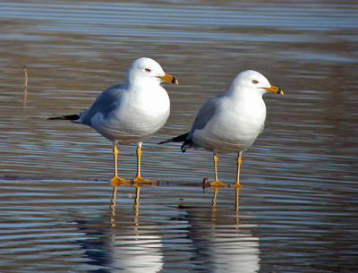 g4/94/632694/3/61387374.RingbilledGull1042506.jpg