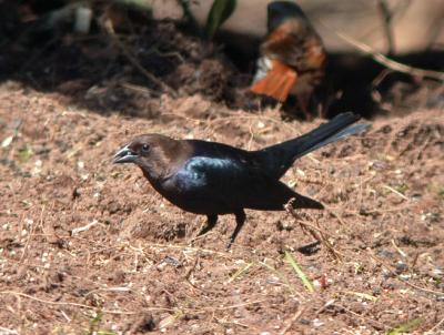 g4/94/632694/3/61388062.BHCowbird1041406.jpg