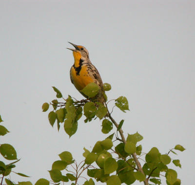 g4/94/632694/3/61388069.WMeadowlark1052406.jpg