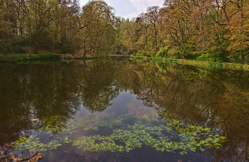 Wallington-pond-2.jpg