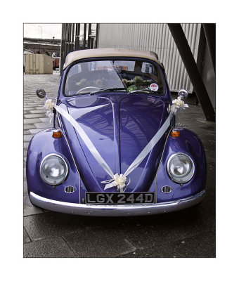 Purple-beetle-3.jpg