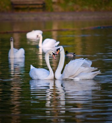 Swans-1.jpg