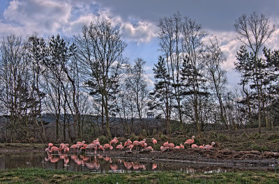 FLamingos-1.jpg