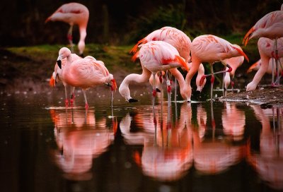 Flamingos-3.jpg
