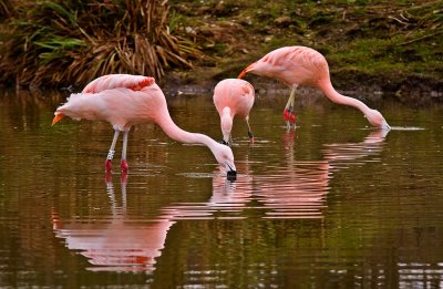 Flamingos-4.jpg