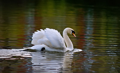 Swan-swimming.jpg