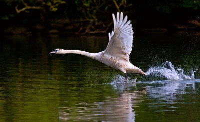 Swan-flying.jpg