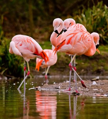 Flamingos-5.jpg