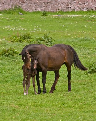 Mother-and-foal.jpg