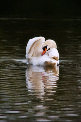 Swan-2.jpg