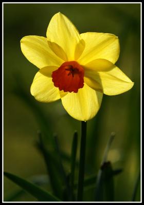 Backlit daffodil 2.jpg