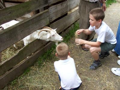 feeding the goat