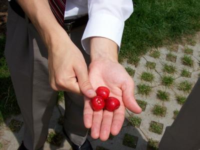 compare size of cherries to thumb!