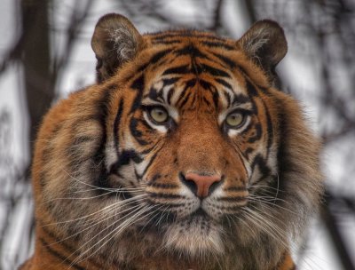 Asian Tiger - UK