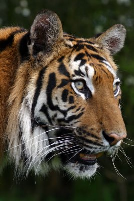 Amur Tiger - Collection UK