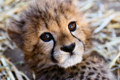 Cheetah cub - Wildlife Park South Africa
