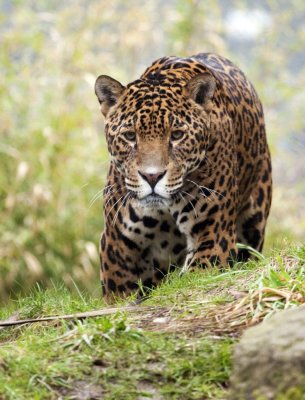 Jaguar - Zoo UK