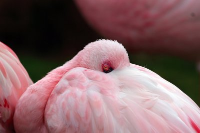 Flamingo - Slimbridge UK